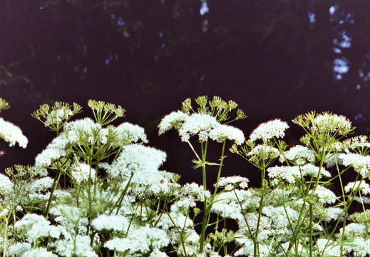 Apiaceae