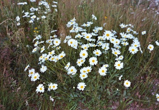 Asteraceae