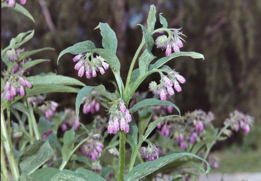 Boraginaceae