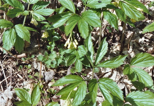 Brassicaceae