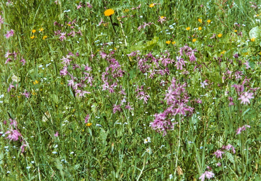 Caryophyllaceae