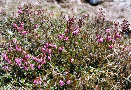 Ericaceae