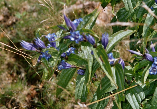 Gentianaceae