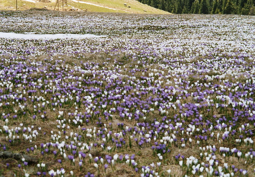 Iridaceae