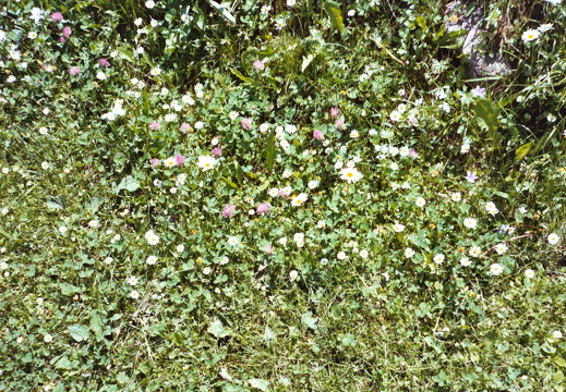 Blumenwiese