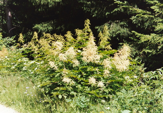 Rosaceae