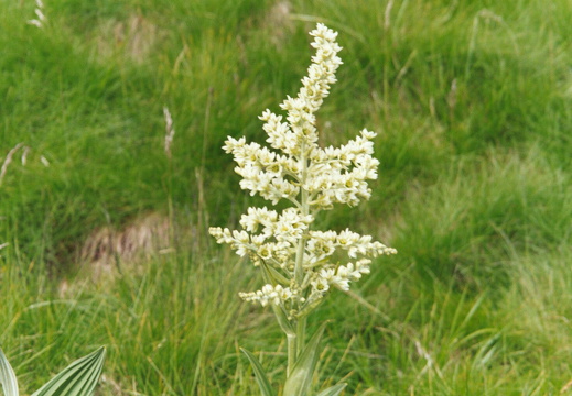 Melanthiaceae 