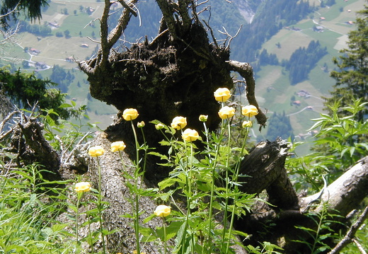 Ranunculaceae