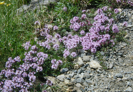 Lamiaceae