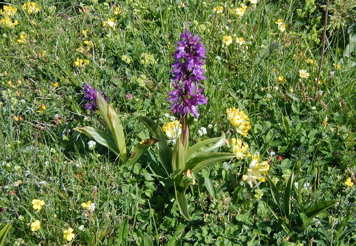 Orchidaceae