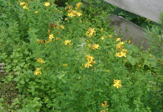 Hypericaceae