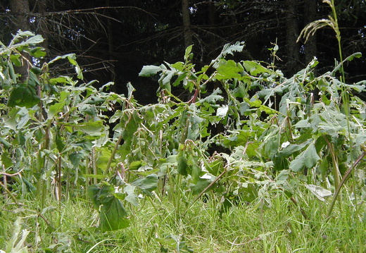 Pestwurz