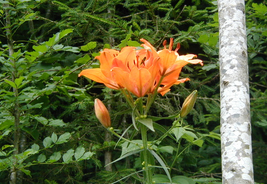 Liliaceae