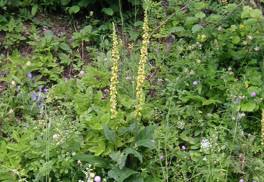 Scrophulariaceae