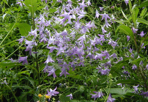 Campanulaceae