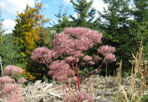 Caprifoliaceae