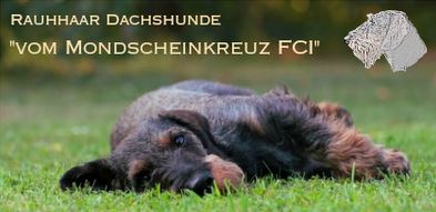 Mondscheinkreuz